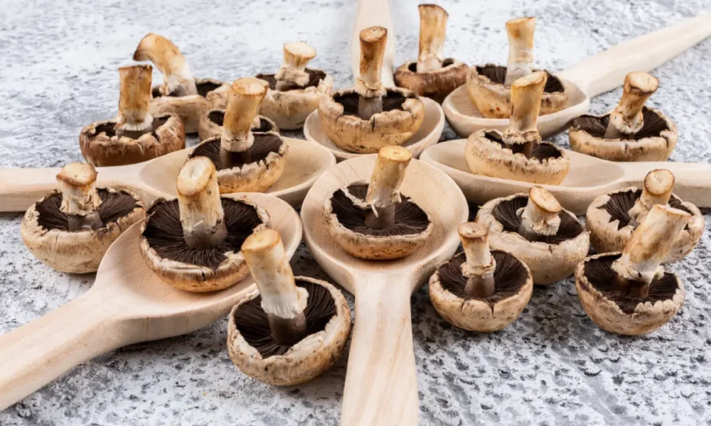 pharmaceutical-grade-mushroom-spores-research