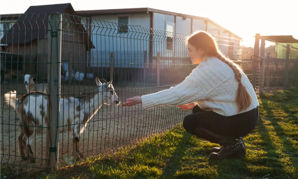 animal-shelter-sheds-guide