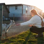 animal-shelter-sheds-guide