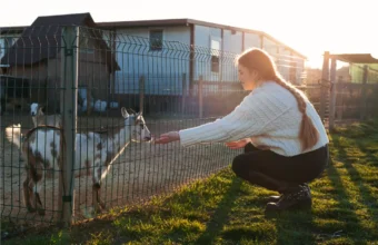 animal-shelter-sheds-guide